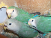 Rosy Faced Lovebird